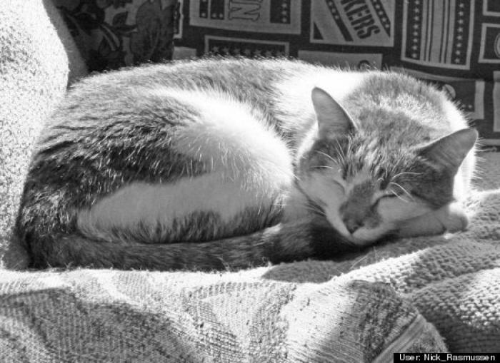 ¿Qué hacen un tigre o un león si les dejas una caja de cartón? El mejor vídeo de bichinos de la semana (VÍDEO)