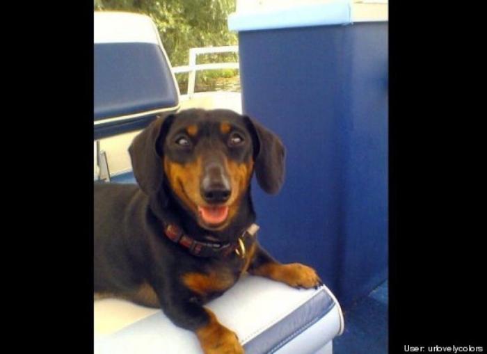 ¿Qué hacen un tigre o un león si les dejas una caja de cartón? El mejor vídeo de bichinos de la semana (VÍDEO)