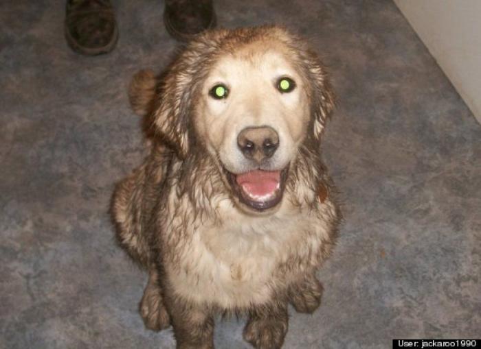 ¿Qué hacen un tigre o un león si les dejas una caja de cartón? El mejor vídeo de bichinos de la semana (VÍDEO)
