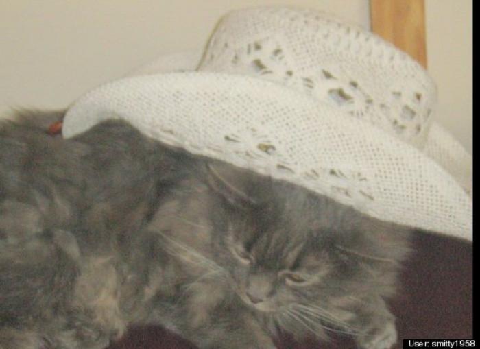 ¿Qué hacen un tigre o un león si les dejas una caja de cartón? El mejor vídeo de bichinos de la semana (VÍDEO)