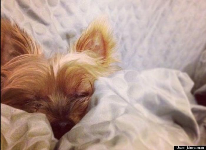 ¿Qué hacen un tigre o un león si les dejas una caja de cartón? El mejor vídeo de bichinos de la semana (VÍDEO)