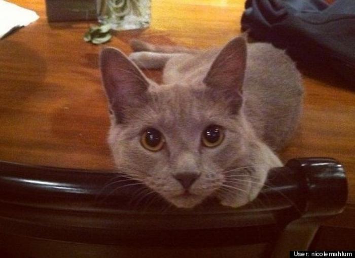 ¿Qué hacen un tigre o un león si les dejas una caja de cartón? El mejor vídeo de bichinos de la semana (VÍDEO)