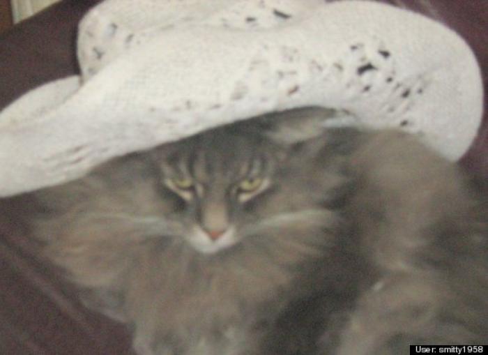 ¿Qué hacen un tigre o un león si les dejas una caja de cartón? El mejor vídeo de bichinos de la semana (VÍDEO)