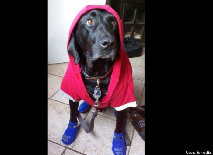 ¿Qué hacen un tigre o un león si les dejas una caja de cartón? El mejor vídeo de bichinos de la semana (VÍDEO)