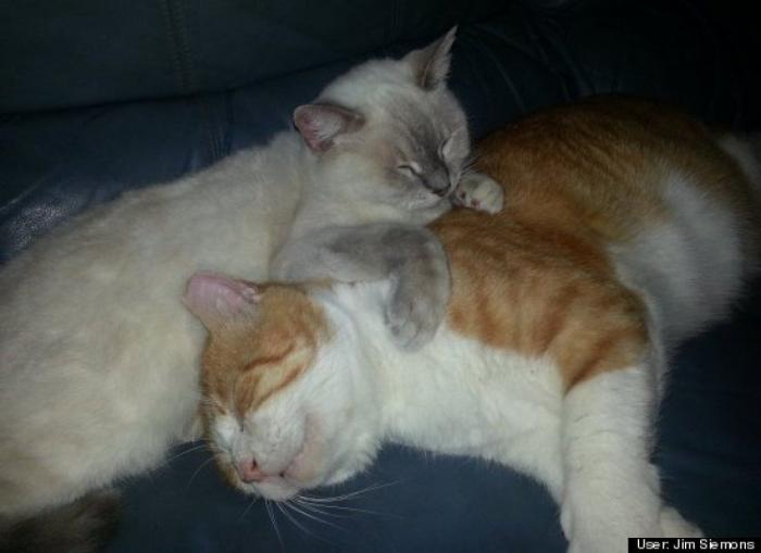 ¿Qué hacen un tigre o un león si les dejas una caja de cartón? El mejor vídeo de bichinos de la semana (VÍDEO)