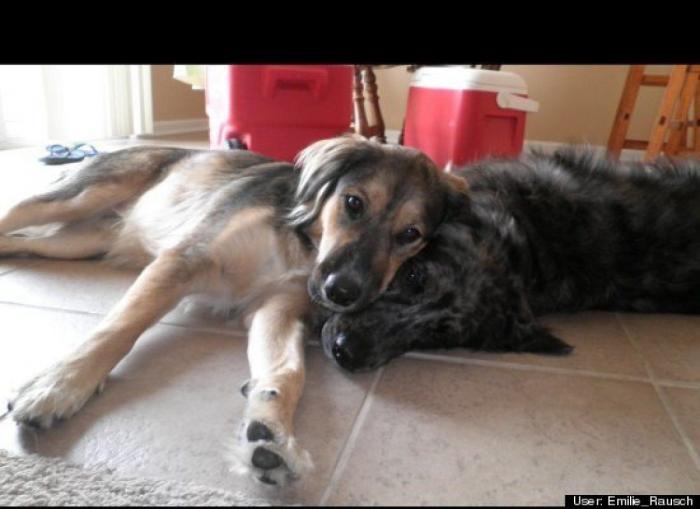 ¿Qué hacen un tigre o un león si les dejas una caja de cartón? El mejor vídeo de bichinos de la semana (VÍDEO)