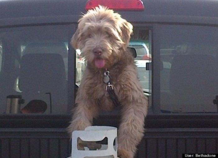 ¿Qué hacen un tigre o un león si les dejas una caja de cartón? El mejor vídeo de bichinos de la semana (VÍDEO)