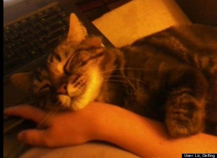 ¿Qué hacen un tigre o un león si les dejas una caja de cartón? El mejor vídeo de bichinos de la semana (VÍDEO)