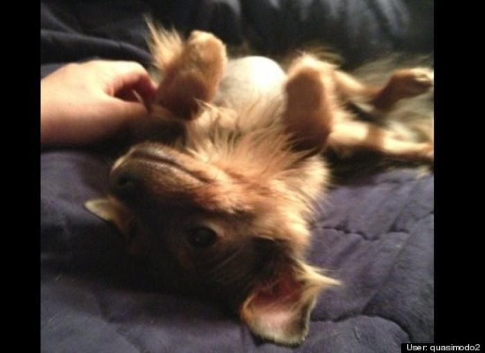 ¿Qué hacen un tigre o un león si les dejas una caja de cartón? El mejor vídeo de bichinos de la semana (VÍDEO)