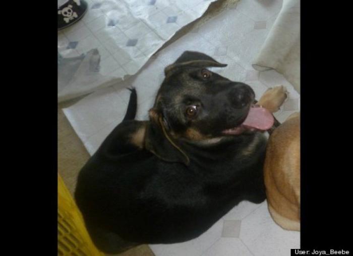 ¿Qué hacen un tigre o un león si les dejas una caja de cartón? El mejor vídeo de bichinos de la semana (VÍDEO)