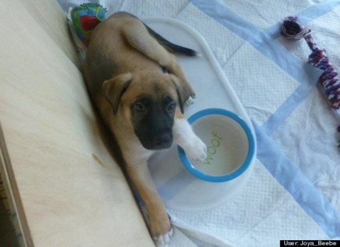 ¿Qué hacen un tigre o un león si les dejas una caja de cartón? El mejor vídeo de bichinos de la semana (VÍDEO)