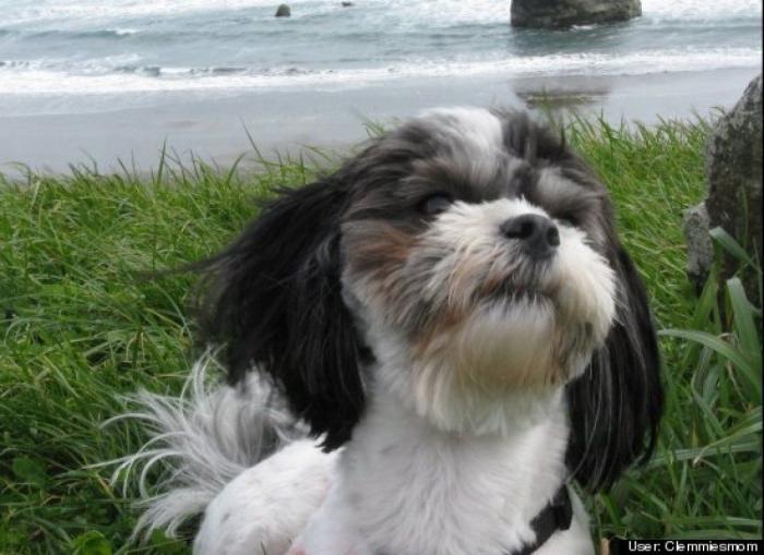 ¿Qué hacen un tigre o un león si les dejas una caja de cartón? El mejor vídeo de bichinos de la semana (VÍDEO)