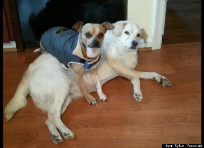 ¿Qué hacen un tigre o un león si les dejas una caja de cartón? El mejor vídeo de bichinos de la semana (VÍDEO)