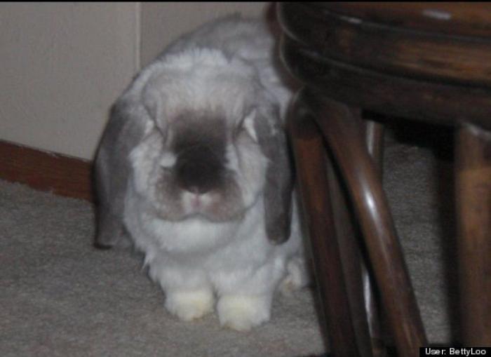 ¿Qué hacen un tigre o un león si les dejas una caja de cartón? El mejor vídeo de bichinos de la semana (VÍDEO)