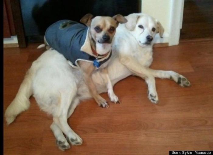 ¿Qué hacen un tigre o un león si les dejas una caja de cartón? El mejor vídeo de bichinos de la semana (VÍDEO)