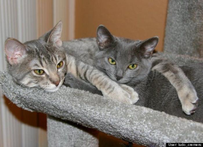 ¿Qué hacen un tigre o un león si les dejas una caja de cartón? El mejor vídeo de bichinos de la semana (VÍDEO)