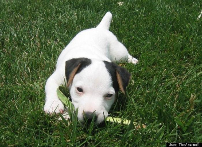 ¿Qué hacen un tigre o un león si les dejas una caja de cartón? El mejor vídeo de bichinos de la semana (VÍDEO)