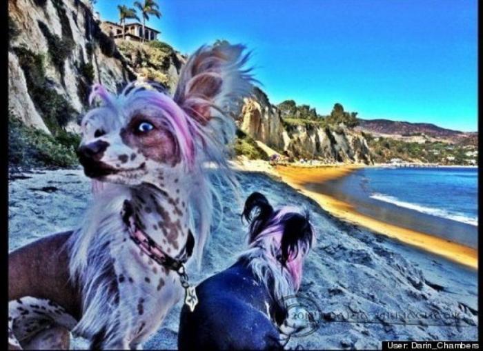 ¿Qué hacen un tigre o un león si les dejas una caja de cartón? El mejor vídeo de bichinos de la semana (VÍDEO)