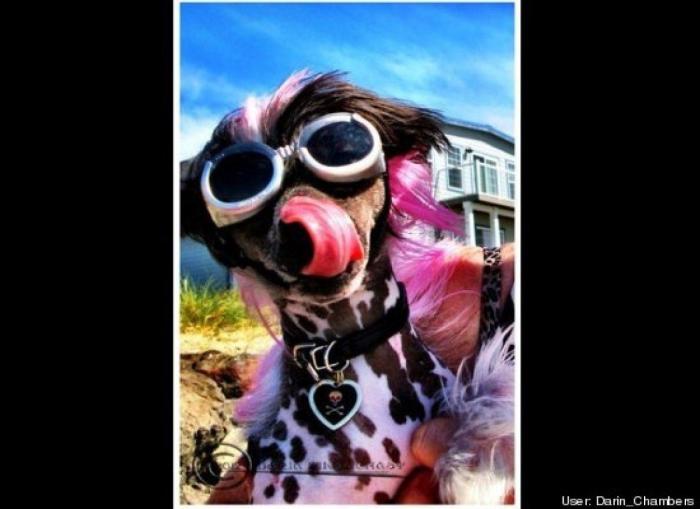 ¿Qué hacen un tigre o un león si les dejas una caja de cartón? El mejor vídeo de bichinos de la semana (VÍDEO)