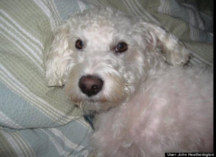 ¿Qué hacen un tigre o un león si les dejas una caja de cartón? El mejor vídeo de bichinos de la semana (VÍDEO)