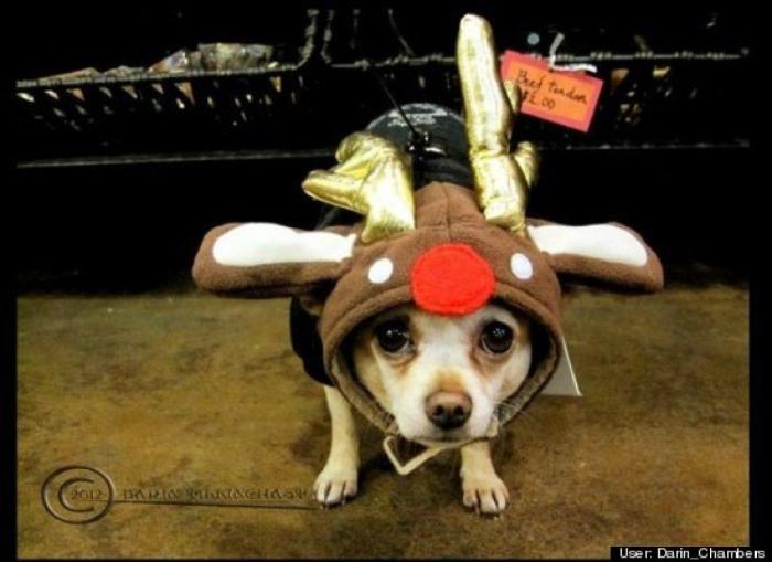 ¿Qué hacen un tigre o un león si les dejas una caja de cartón? El mejor vídeo de bichinos de la semana (VÍDEO)