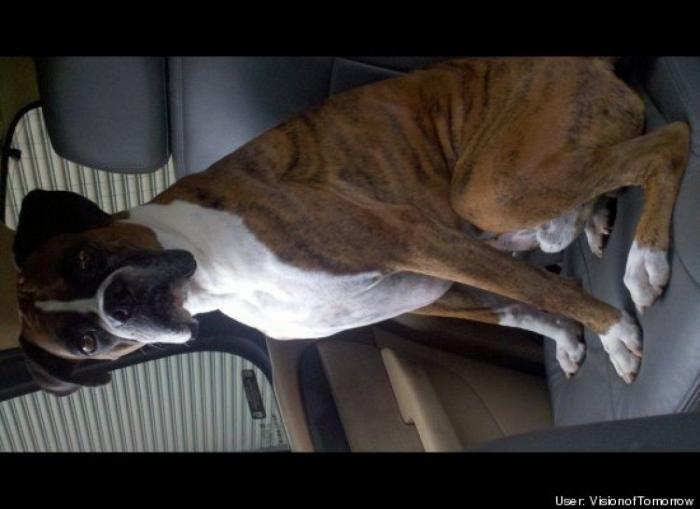 ¿Qué hacen un tigre o un león si les dejas una caja de cartón? El mejor vídeo de bichinos de la semana (VÍDEO)