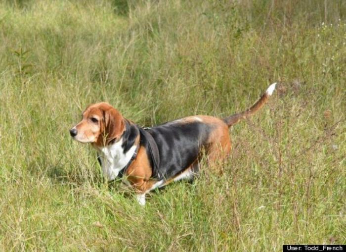 ¿Qué hacen un tigre o un león si les dejas una caja de cartón? El mejor vídeo de bichinos de la semana (VÍDEO)