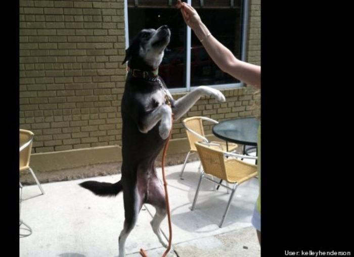 ¿Qué hacen un tigre o un león si les dejas una caja de cartón? El mejor vídeo de bichinos de la semana (VÍDEO)