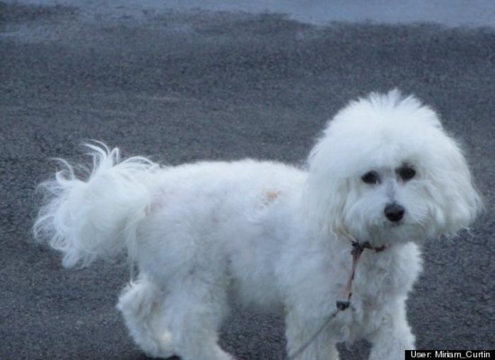 ¿Qué hacen un tigre o un león si les dejas una caja de cartón? El mejor vídeo de bichinos de la semana (VÍDEO)