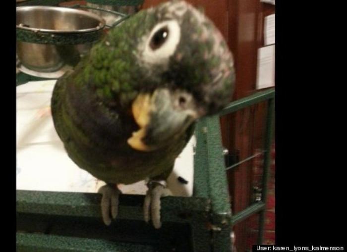 ¿Qué hacen un tigre o un león si les dejas una caja de cartón? El mejor vídeo de bichinos de la semana (VÍDEO)