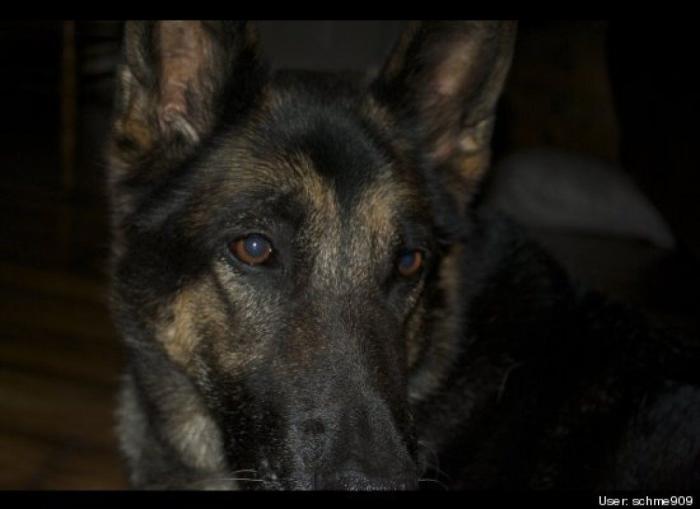 ¿Qué hacen un tigre o un león si les dejas una caja de cartón? El mejor vídeo de bichinos de la semana (VÍDEO)
