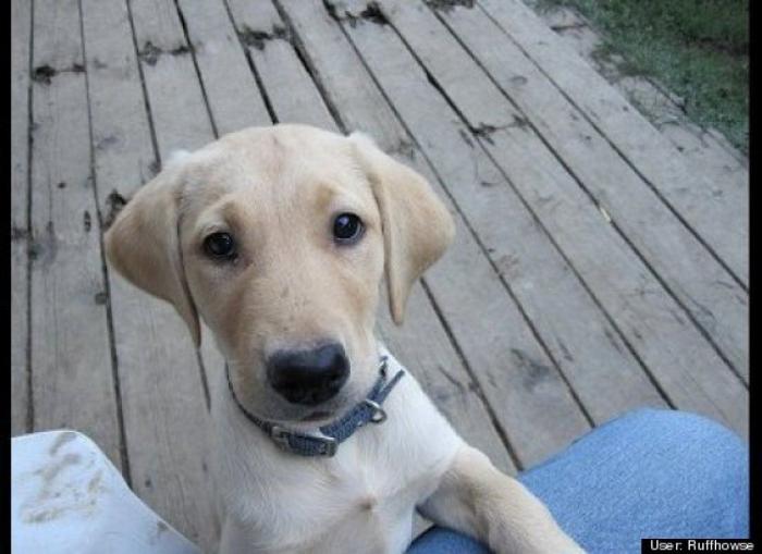 ¿Qué hacen un tigre o un león si les dejas una caja de cartón? El mejor vídeo de bichinos de la semana (VÍDEO)