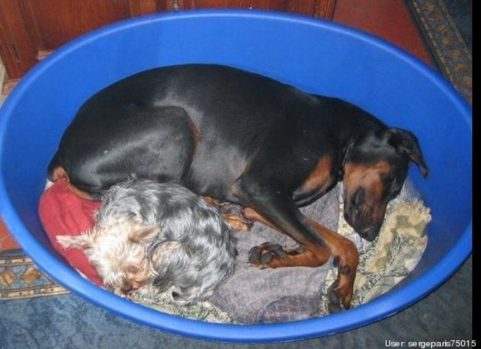 ¿Qué hacen un tigre o un león si les dejas una caja de cartón? El mejor vídeo de bichinos de la semana (VÍDEO)