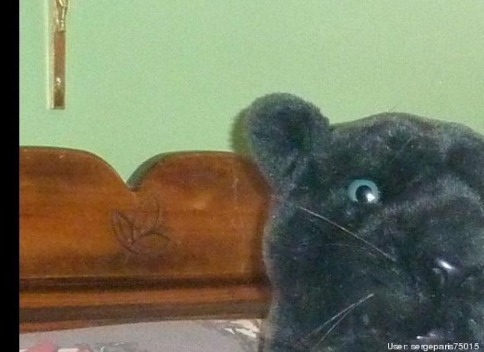 ¿Qué hacen un tigre o un león si les dejas una caja de cartón? El mejor vídeo de bichinos de la semana (VÍDEO)