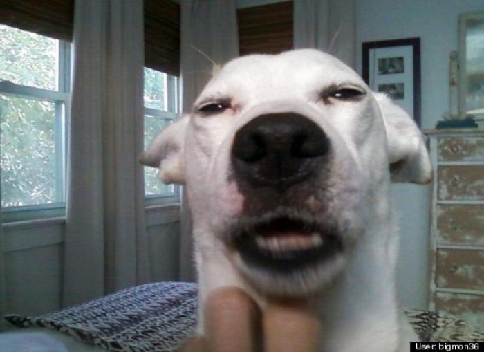 ¿Qué hacen un tigre o un león si les dejas una caja de cartón? El mejor vídeo de bichinos de la semana (VÍDEO)