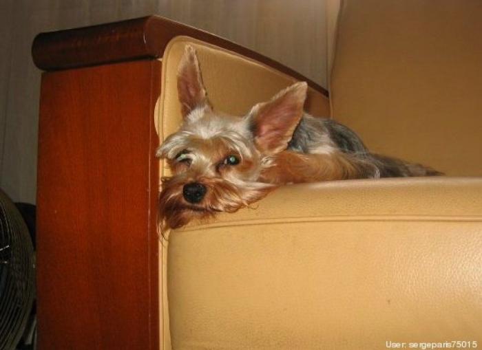 ¿Qué hacen un tigre o un león si les dejas una caja de cartón? El mejor vídeo de bichinos de la semana (VÍDEO)