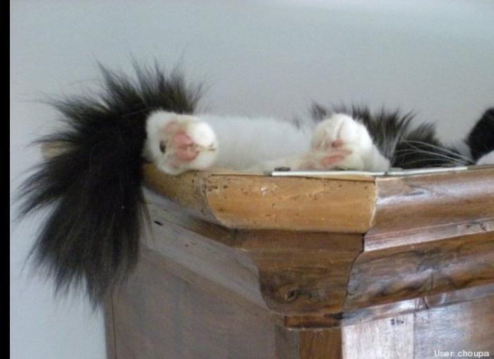 ¿Qué hacen un tigre o un león si les dejas una caja de cartón? El mejor vídeo de bichinos de la semana (VÍDEO)