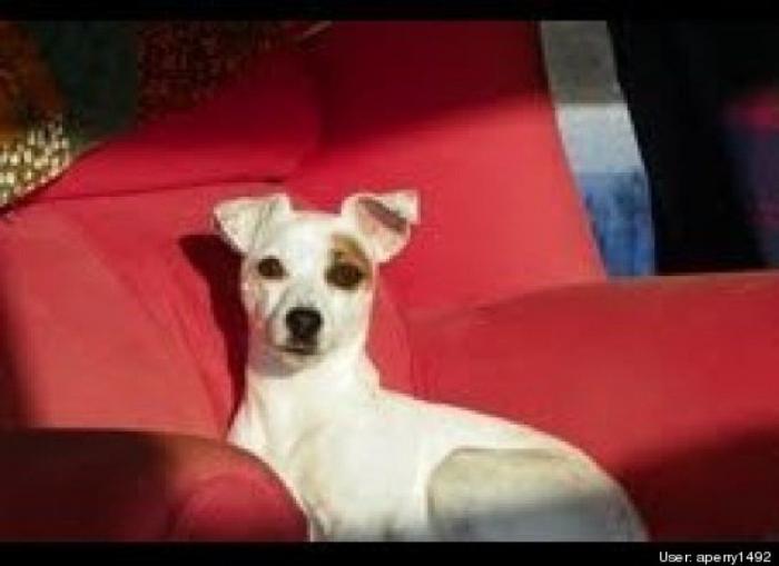 ¿Qué hacen un tigre o un león si les dejas una caja de cartón? El mejor vídeo de bichinos de la semana (VÍDEO)