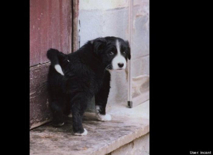 ¿Qué hacen un tigre o un león si les dejas una caja de cartón? El mejor vídeo de bichinos de la semana (VÍDEO)
