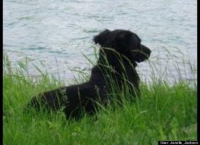 ¿Qué hacen un tigre o un león si les dejas una caja de cartón? El mejor vídeo de bichinos de la semana (VÍDEO)