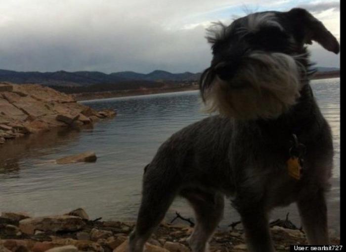 ¿Qué hacen un tigre o un león si les dejas una caja de cartón? El mejor vídeo de bichinos de la semana (VÍDEO)