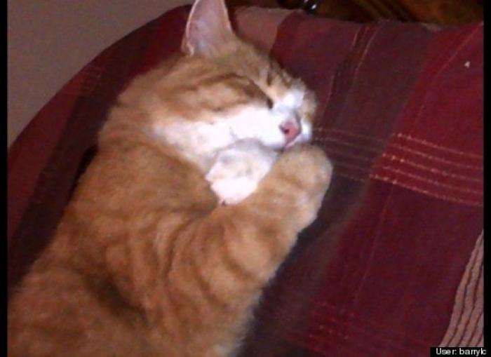 ¿Qué hacen un tigre o un león si les dejas una caja de cartón? El mejor vídeo de bichinos de la semana (VÍDEO)