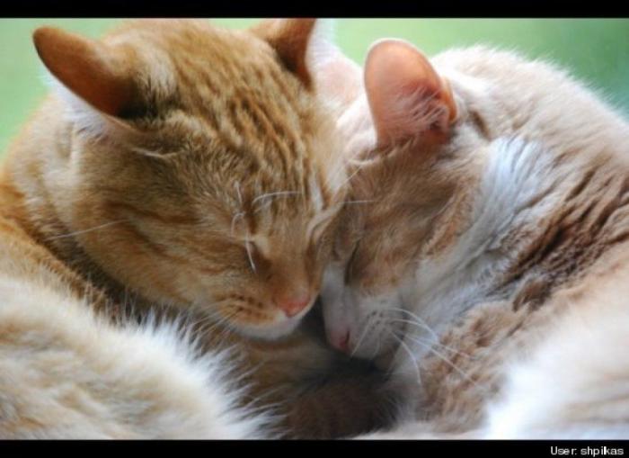 ¿Qué hacen un tigre o un león si les dejas una caja de cartón? El mejor vídeo de bichinos de la semana (VÍDEO)