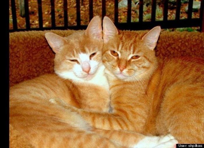 ¿Qué hacen un tigre o un león si les dejas una caja de cartón? El mejor vídeo de bichinos de la semana (VÍDEO)