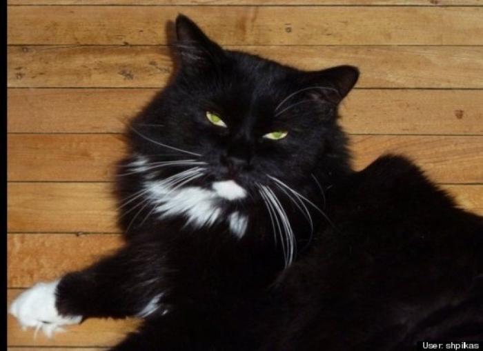 ¿Qué hacen un tigre o un león si les dejas una caja de cartón? El mejor vídeo de bichinos de la semana (VÍDEO)