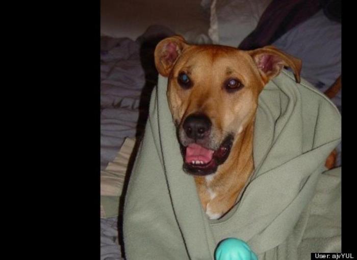 ¿Qué hacen un tigre o un león si les dejas una caja de cartón? El mejor vídeo de bichinos de la semana (VÍDEO)