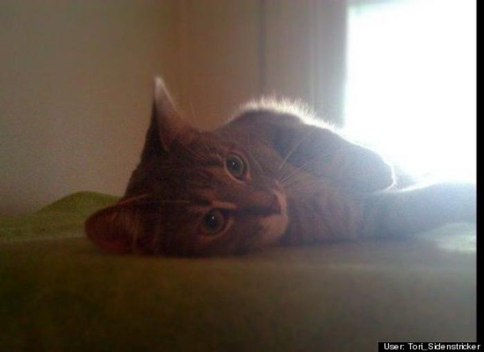 ¿Qué hacen un tigre o un león si les dejas una caja de cartón? El mejor vídeo de bichinos de la semana (VÍDEO)