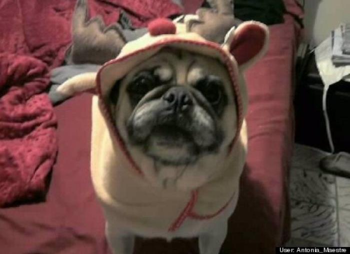 ¿Qué hacen un tigre o un león si les dejas una caja de cartón? El mejor vídeo de bichinos de la semana (VÍDEO)