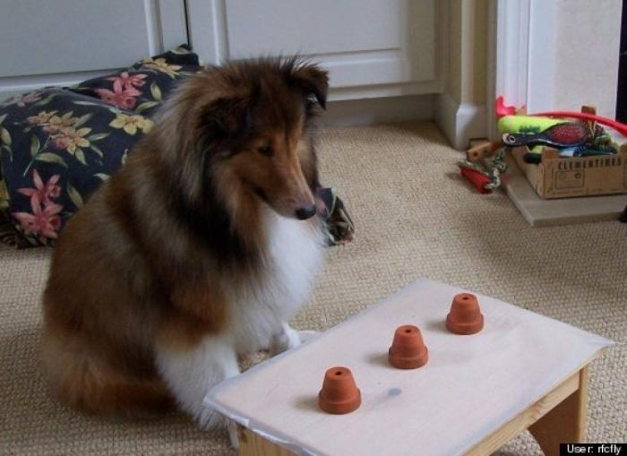 ¿Qué hacen un tigre o un león si les dejas una caja de cartón? El mejor vídeo de bichinos de la semana (VÍDEO)