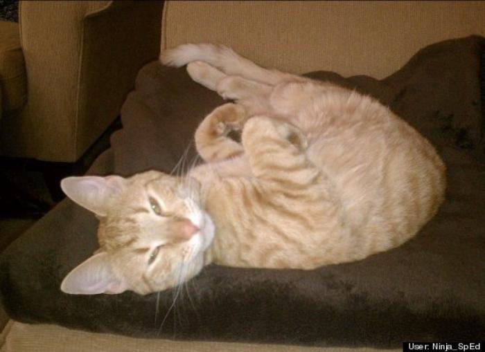 ¿Qué hacen un tigre o un león si les dejas una caja de cartón? El mejor vídeo de bichinos de la semana (VÍDEO)